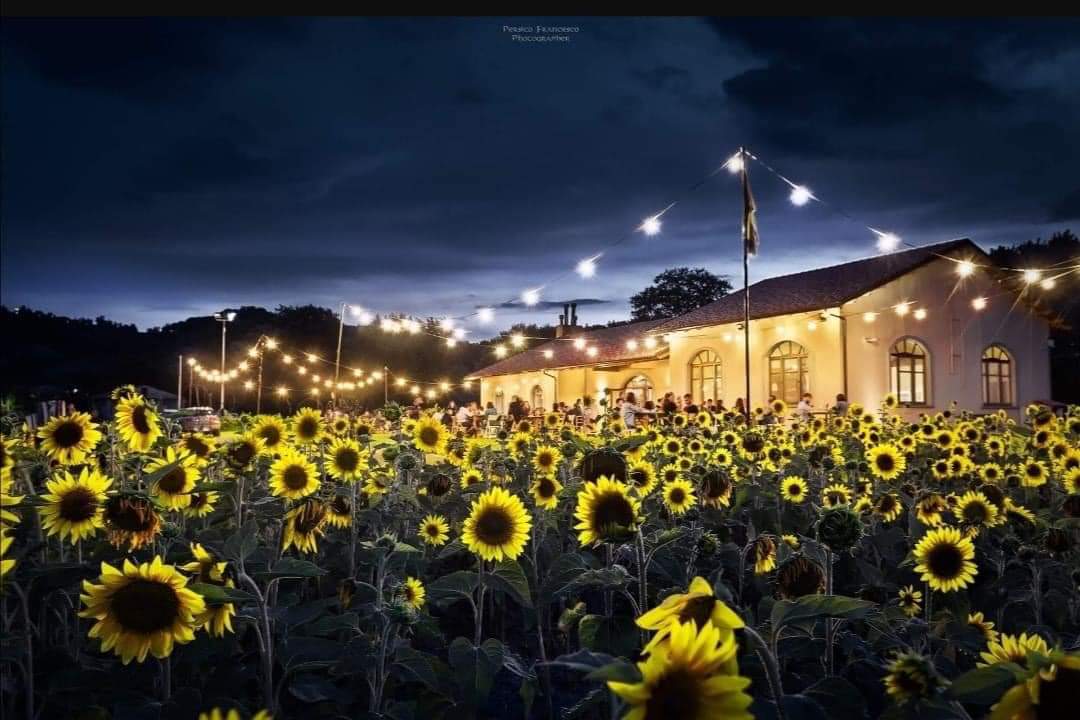 Campo di girasoli Mulinum