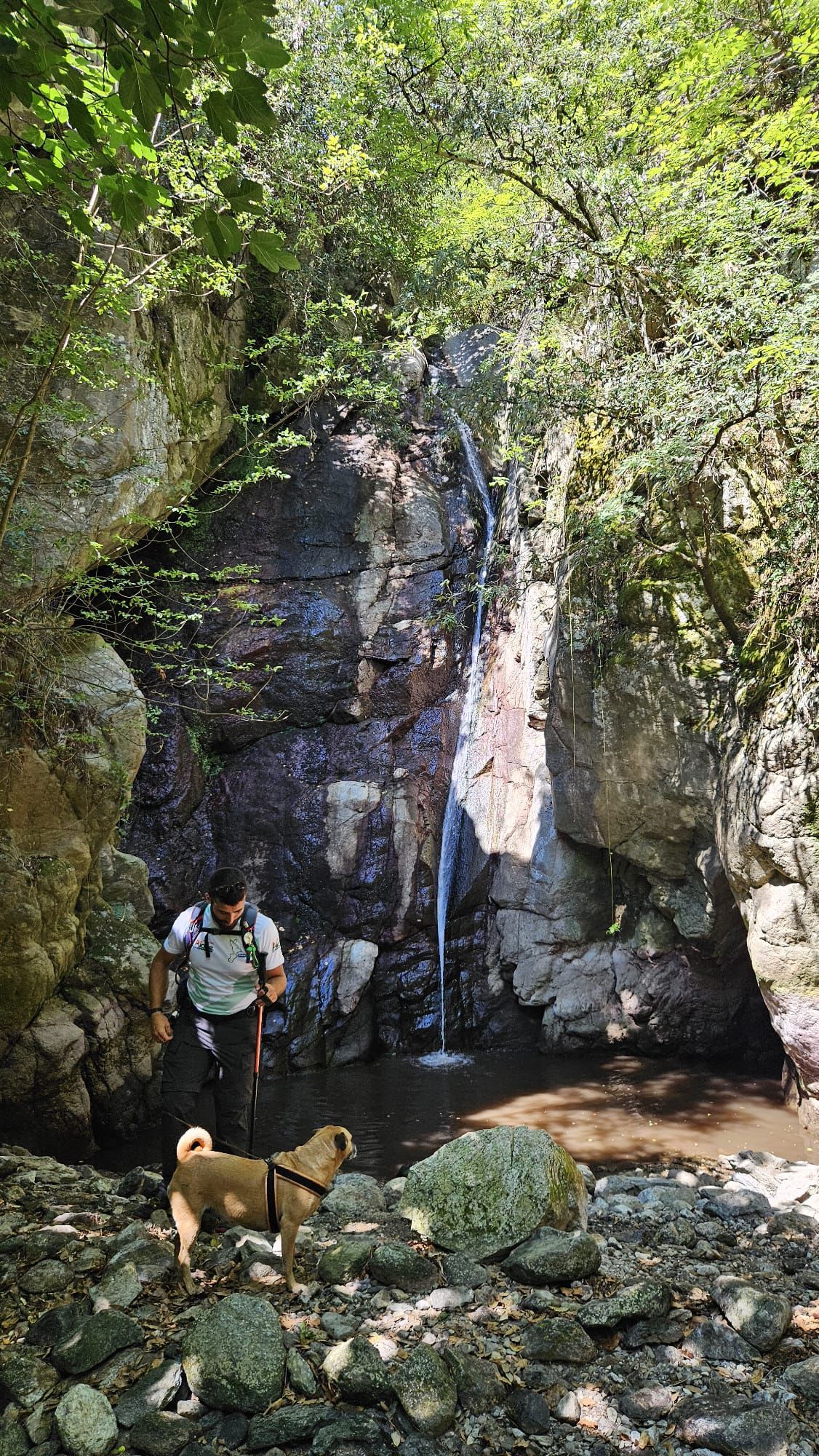 Dog Trekking