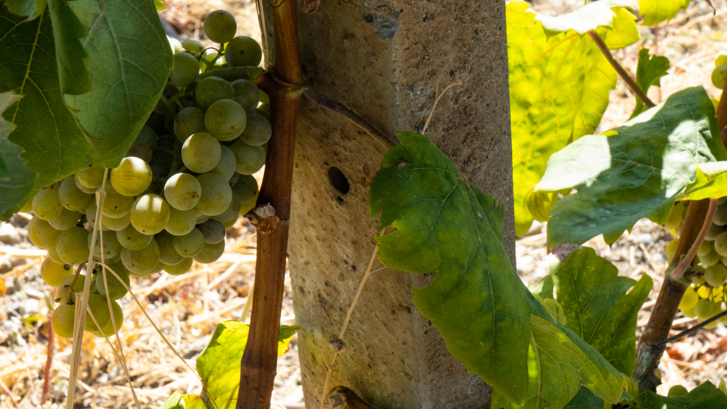 A New Year toast with Calabrian sparkling wines Calabria Region